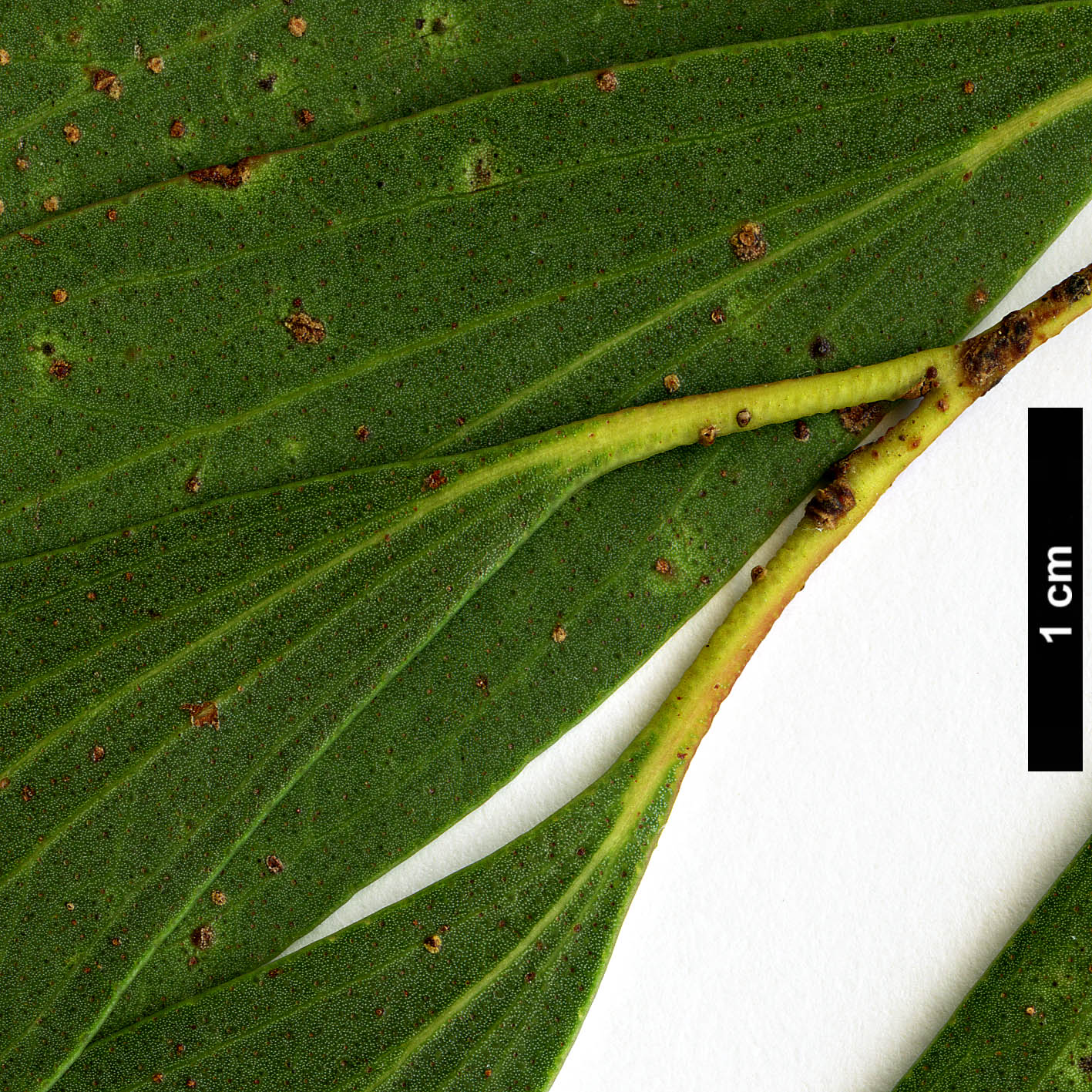 High resolution image: Family: Myrtaceae - Genus: Eucalyptus - Taxon: stellulata